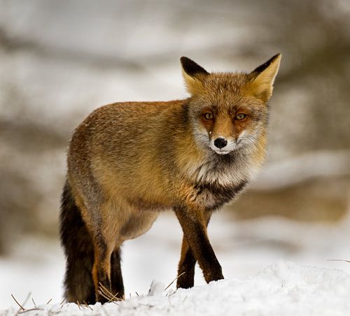 Fuchs im Schnee von Menno Schaefer