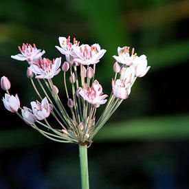 Schwanenblume von joyce kool