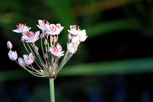 zwanenbloem van joyce kool