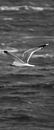 Meeuw boven de stormachtige Noordzee. van Zaankanteropavontuur thumbnail