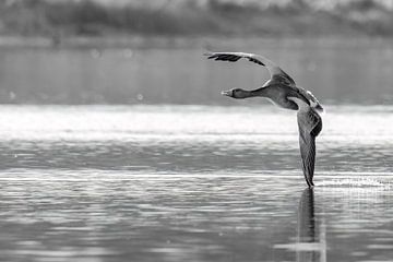 Greylag goose by Silvio Schoisswohl