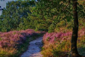 Posbank / Posbank in the netherlands  von Anna Stelloo