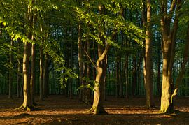 Sonnenuntergang im Strubben-Kniphorstbosch – Schipborg (Niederlande) von Marcel Kerdijk