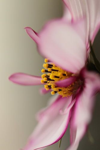 Roze cosmos