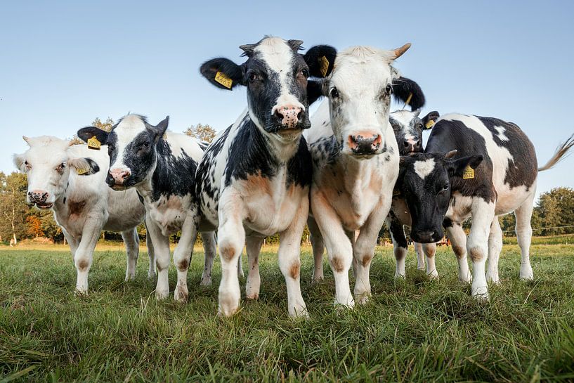 Vaches par Hessel de Jong Fotografie