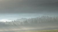 Sunbeams through the pines in the fog in Norway in autumn by Aagje de Jong thumbnail