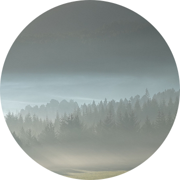 Zonnestralen door de dennenbomen in de mist in Noorwegen van Aagje de Jong