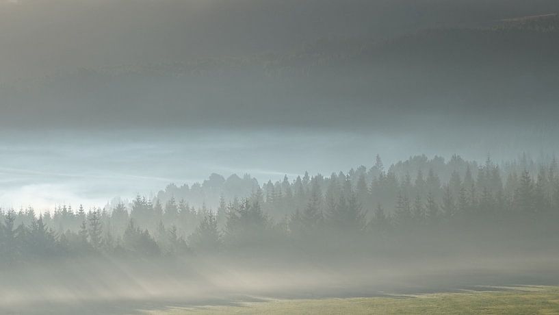 Zonnestralen door de dennenbomen in de mist in Noorwegen van Aagje de Jong