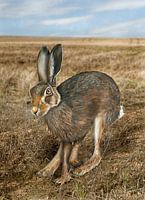 Laufender Feldhase, Lepus europaeus