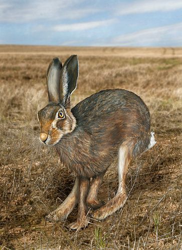 Lopende bruine haas, Lepus europaeus