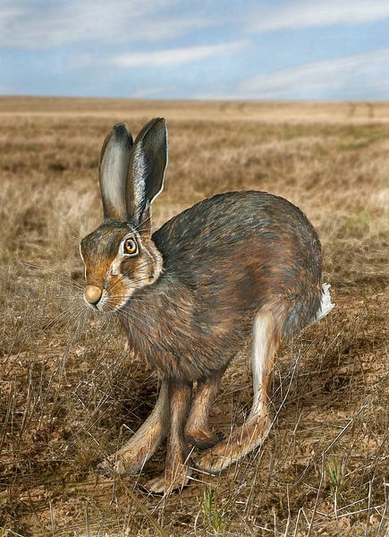 Running brown hare, Lepus europaeus by Urft Valley Art