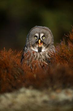 Great Grey Owl *Strix nebulosa* sur wunderbare Erde