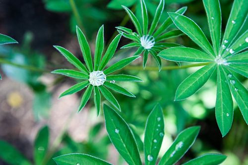 water poeltje in groene bladeren