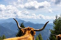 A staring Highlander