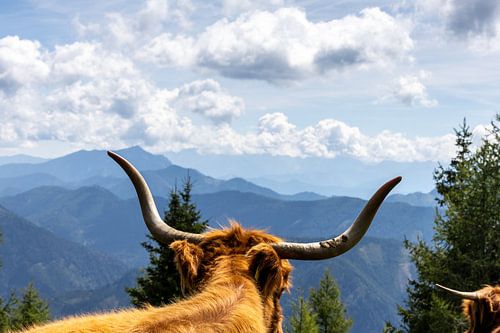 Ein starrer Highlander von sQuarecoW