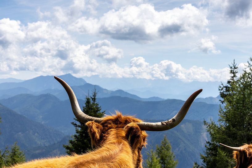 A staring Highlander by sQuarecoW