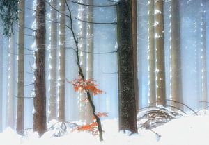 Winterfarben IV