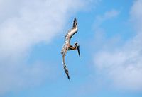 Pelikan fällt im Flug
