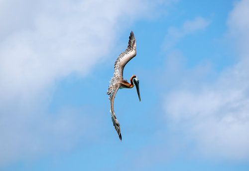 Le pélican tombe en vol