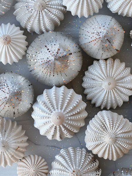 white sea urchins by haroulita
