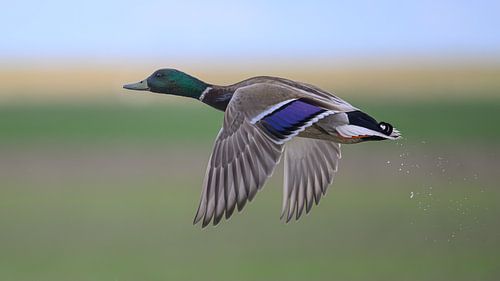 Wilde eend in de vlucht