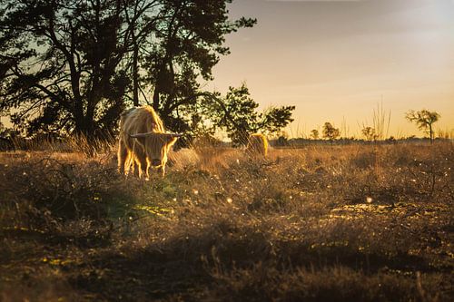 Schotse hooglanders in de avondzon
