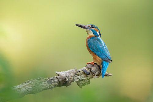 IJsvogel