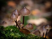 Pilze im Wald von Maikel Brands Miniaturansicht