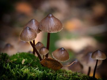 Paddenstoelen in het bos van Maikel Brands