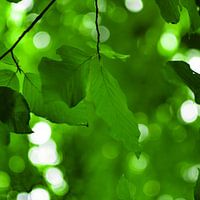 Beech Leaf Canopy Square