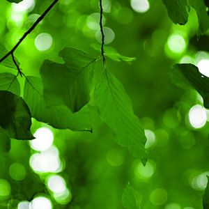 Beech Leaf Canopy Square