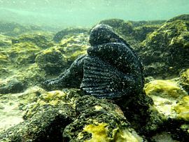 ballerine dans le monde sous-marin corallien  sur Tineke Bos
