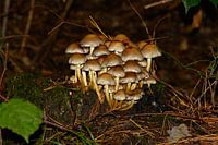 Wall decoration of a Group of Brown Mushrooms in the Forest