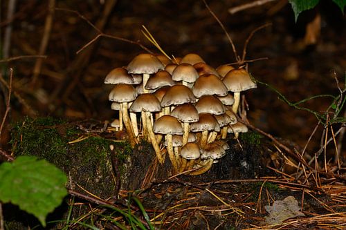 Wanddecoratie van een Groepje Bruine Paddenstoelen in het bos