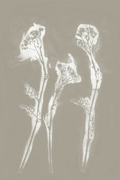 White flowers   in retro style. Modern botanical minimalist art in concrete grey and white by Dina Dankers