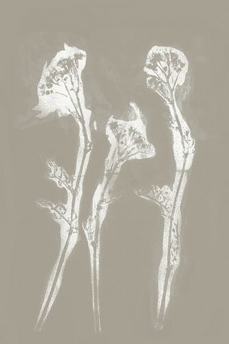 Witte bloemen in retro stijl. Moderne botanische minimalistische kunst in betongrijs en wit