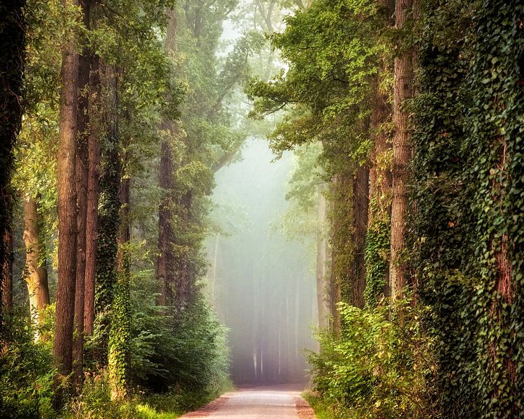 Natural cathedral by Lars van de Goor