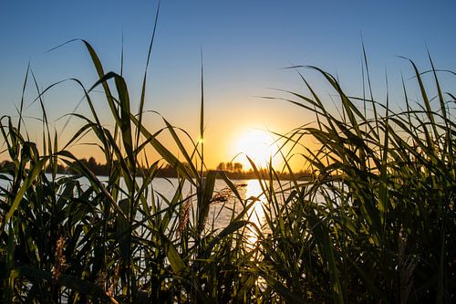 Haag of reeds with sunset