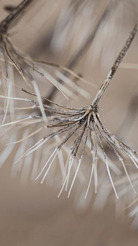 Gedroogde berenklauw