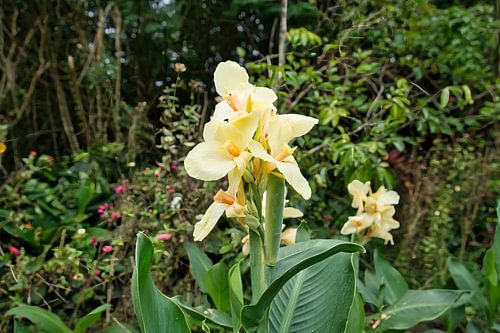 Een paar gele canna's