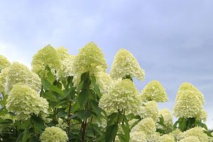 Hortensie Limelight