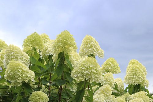 Hydrangea Limelight van Inge Hogenbijl