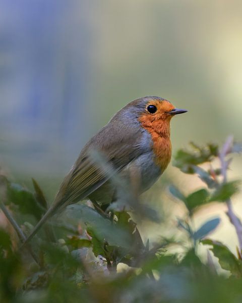 Robin (redbreast) by Kim de Been