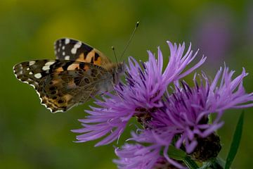 Distelvlinder von Ronald Wilfred Jansen