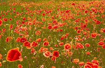 Coquelicots sur Harry Punter