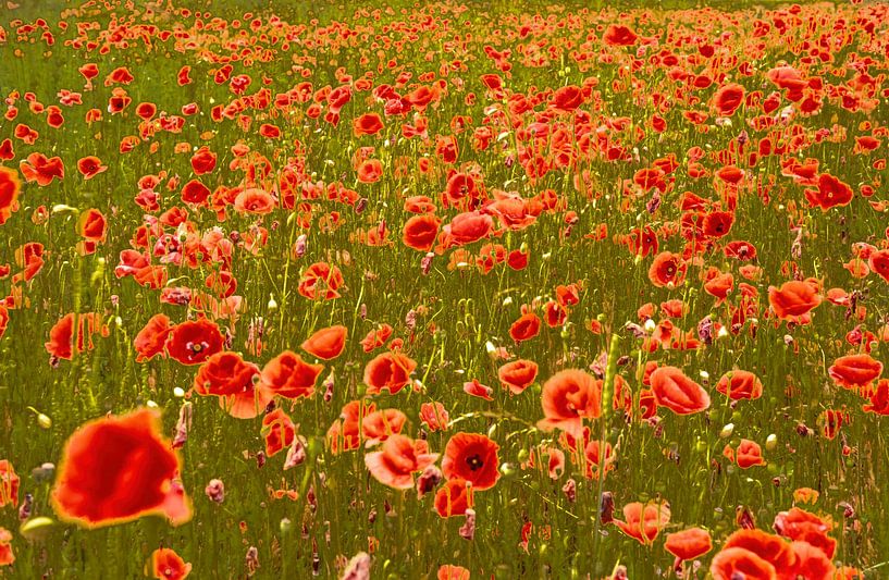 Poppies by Harry Punter