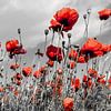 Field of poppies in colorkey by Melanie Viola