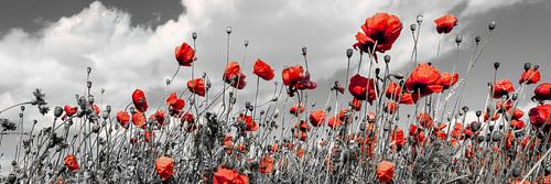 Champ de coquelicots en colorkey sur Melanie Viola