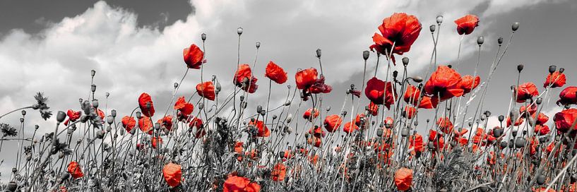 Champ de coquelicots en colorkey par Melanie Viola