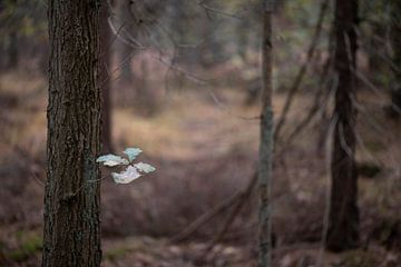 De laatste vijf blaadjes aan een eikenboom in een herfstkleurig bos nabij Winterswijk in de Achterho